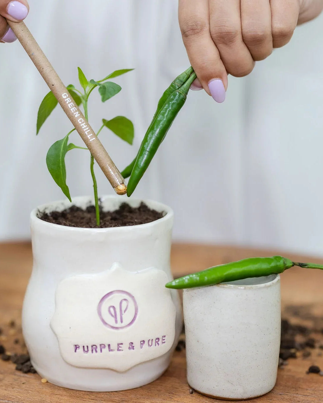 Person holding a stick over a small plant in a pot labeled 'Purple & Pure' on a wooden surface.