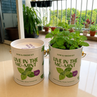 PURPLE AND PURE | Sow & Grow Kit (Mini) - Mint