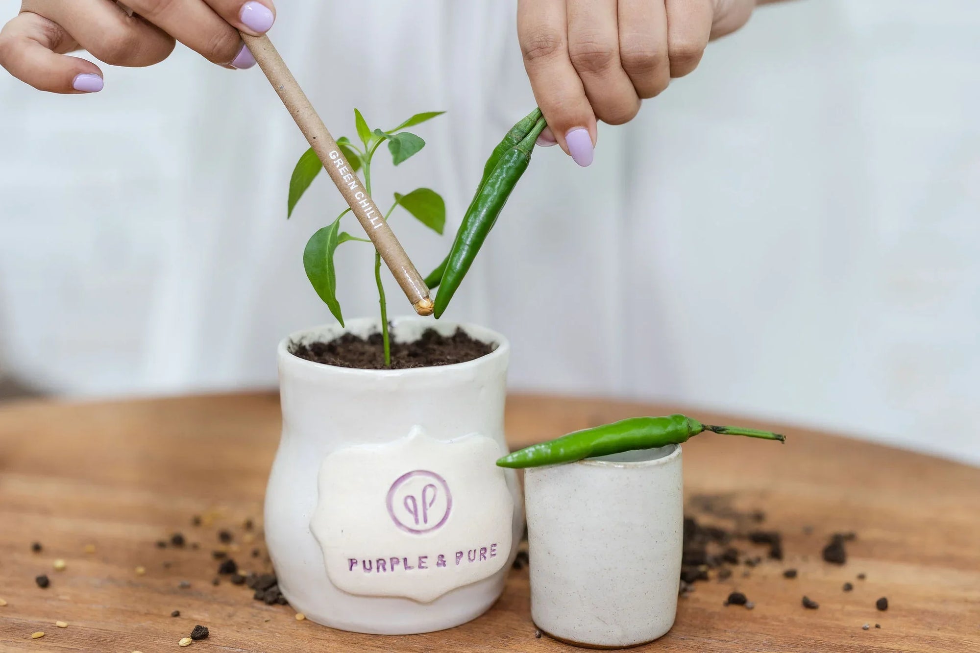 Person holding a stick over a small plant in a pot labeled 'Purple & Pure' on a wooden surface.