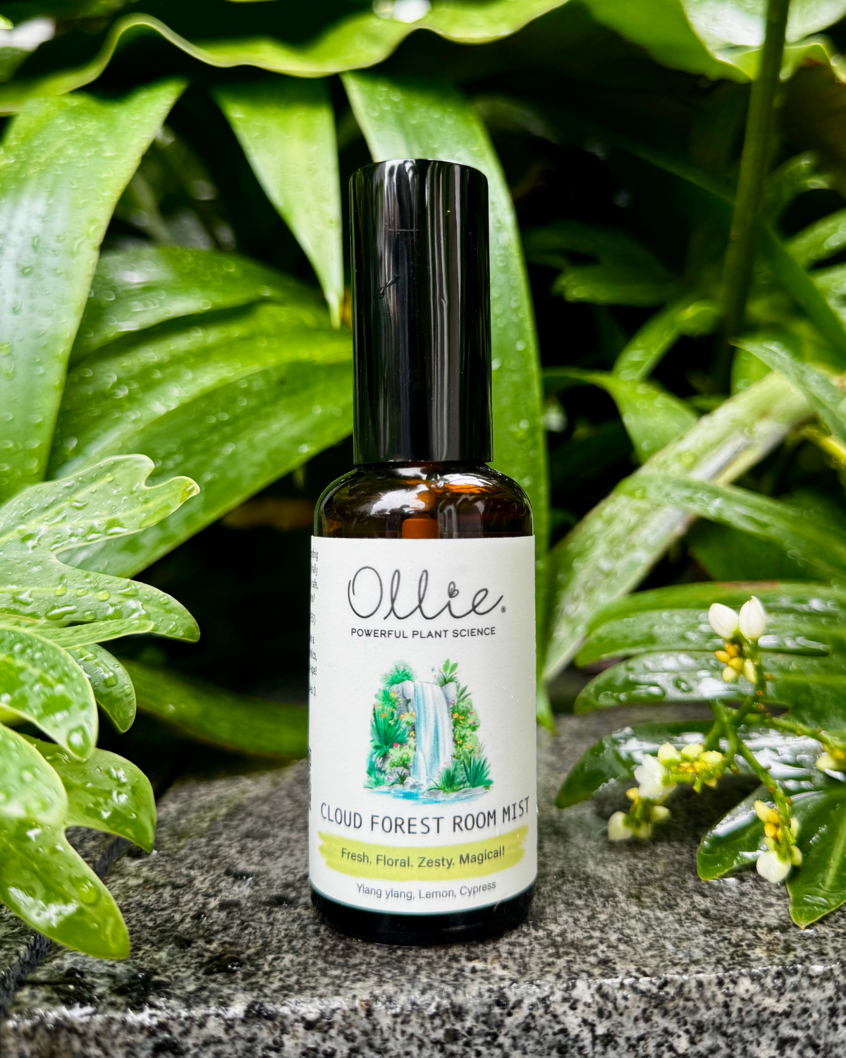 OLLIE | Cloud Forest Room Mist 50ml
