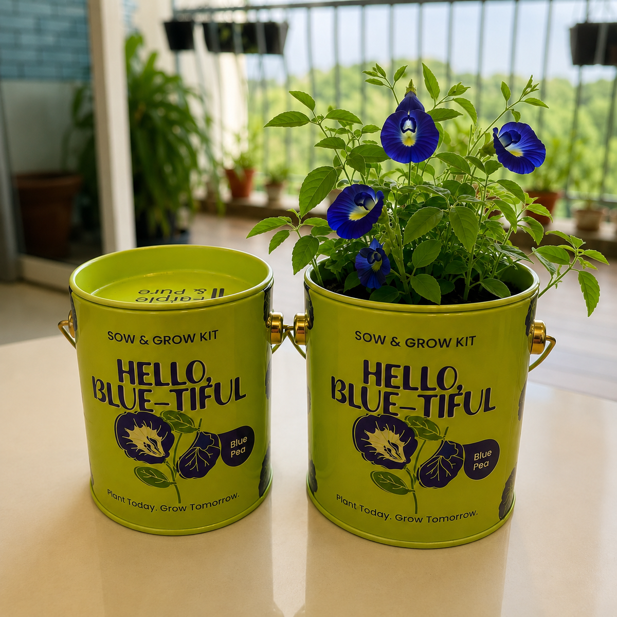 PURPLE AND PURE | Sow & Grow Kit (Mini) - Blue Pea