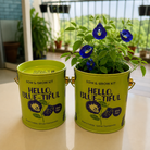 PURPLE AND PURE | Sow & Grow Kit (Mini) - Blue Pea